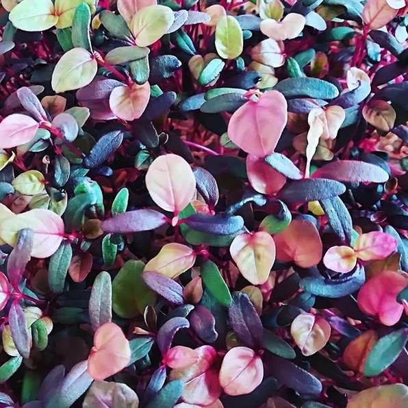 Microvegetales